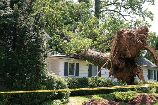 Tree damaged house